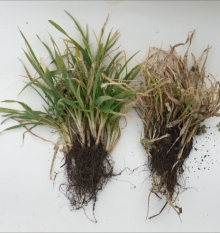 Ячмень озимый — эффективность применения удобрений ЦЕОВИТ на культуре