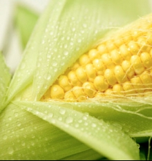 Кукуруза — Эффективность применения удобрений ЦЕОВИТ на культуре