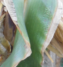 ������� ������� ��������� � ���������� ��������� �������