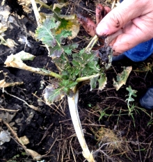 ��������� ����� ����� ������� (2013)