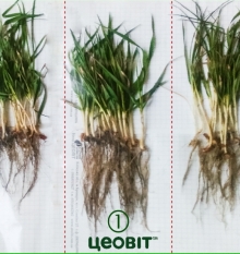 2016. ������������� �����, �. ������� ̳��