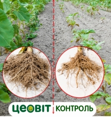 06/06/2017 Володарський р-н. с. Рачки