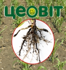 03/06/2017 Ставищенський р-н с. Бесідка