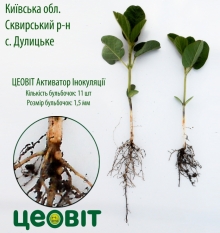 06/06/2017 Сквирський р-н с. Дулицьке